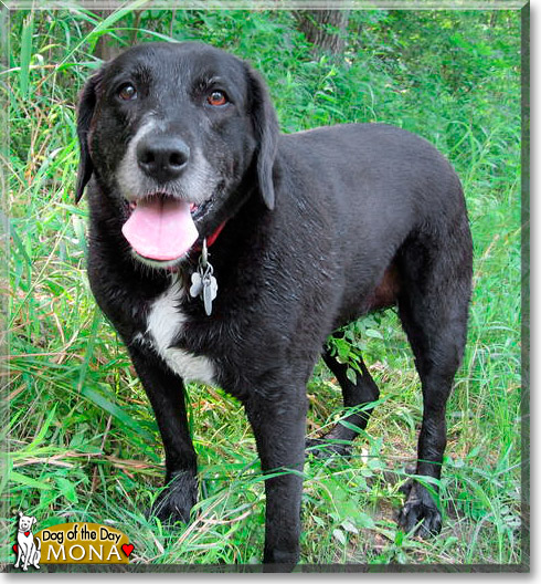 Mona, the Dog of the Day