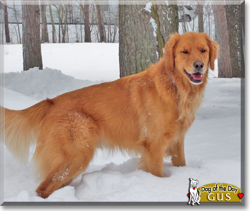 Gus, the Dog of the Day