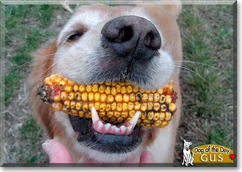 Gus, the Dog of the Day