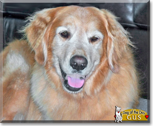 Gus, the Dog of the Day