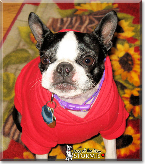 Stormie, the Dog of the Day