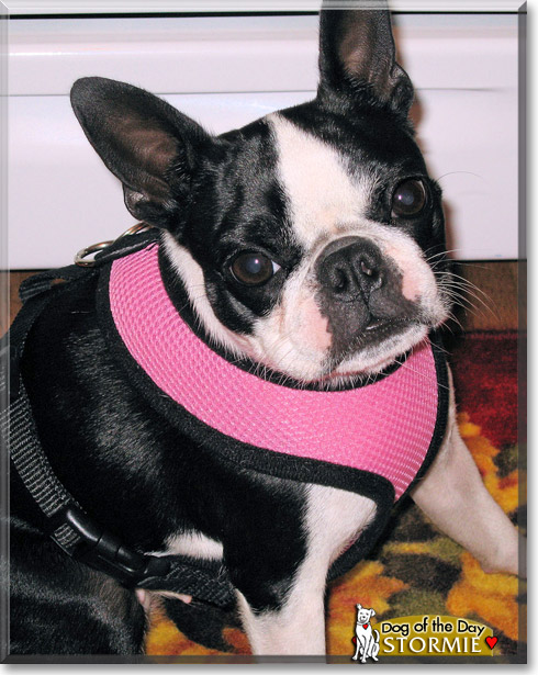 Stormie, the Dog of the Day