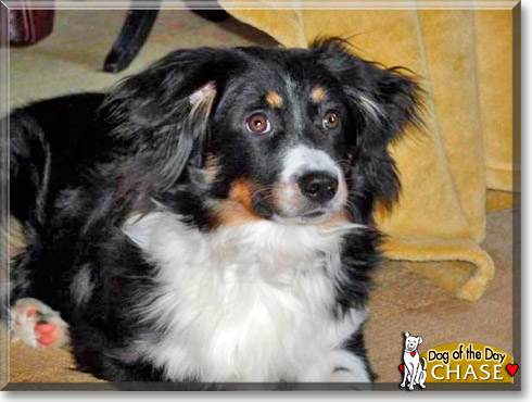Chase, the Dog of the Day