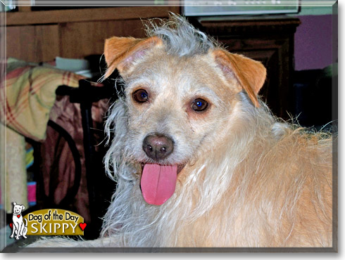 Skippy, the Dog of the Day
