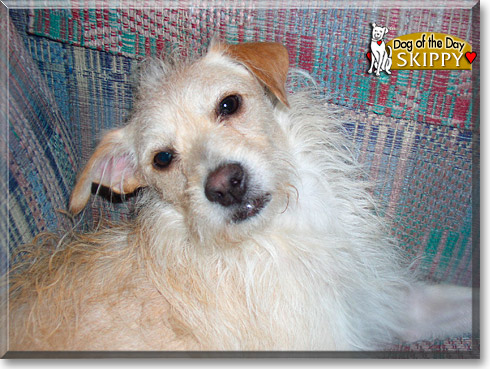 Skippy, the Dog of the Day