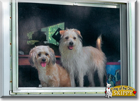 Skippy, the Dog of the Day