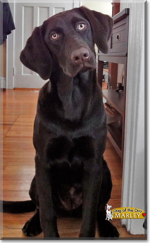 Marley, the Dog of the Day