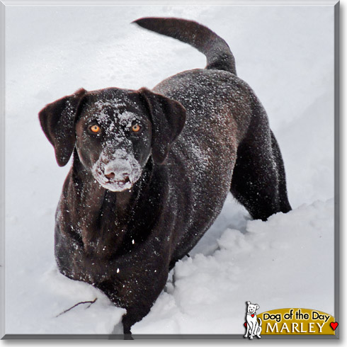 Marley, the Dog of the Day
