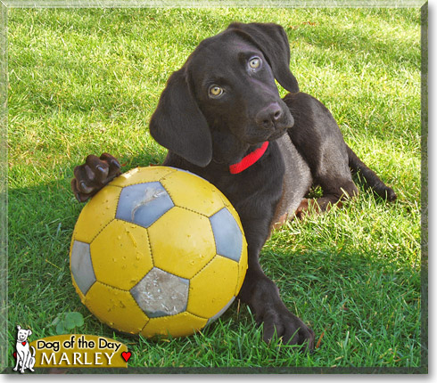 Marley, the Dog of the Day