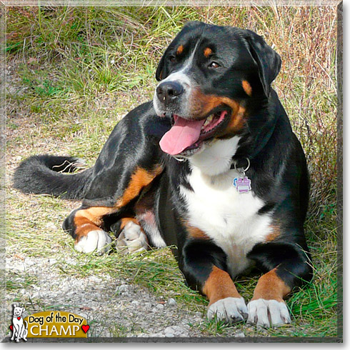 Champ, the Dog of the Day