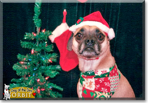 Orbit, the Dog of the Day