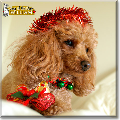 William, the Dog of the Day