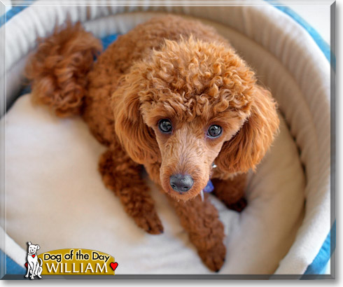 William, the Dog of the Day