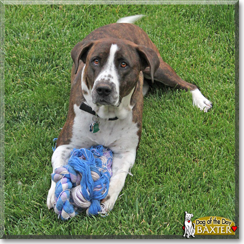 Baxter, the Dog of the Day