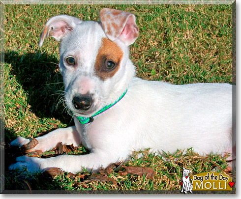 Molli, the Dog of the Day