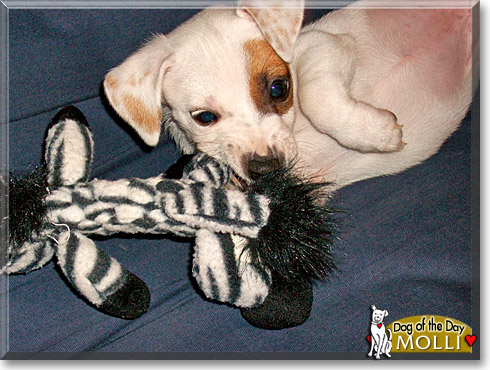 Molli, the Dog of the Day