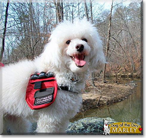 Marley, the Dog of the Day