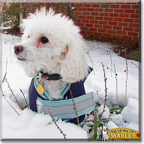 Marley, the Dog of the Day