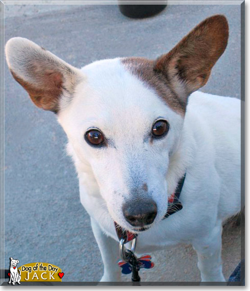 Jack, the Dog of the Day Jack, the Dog of the Day