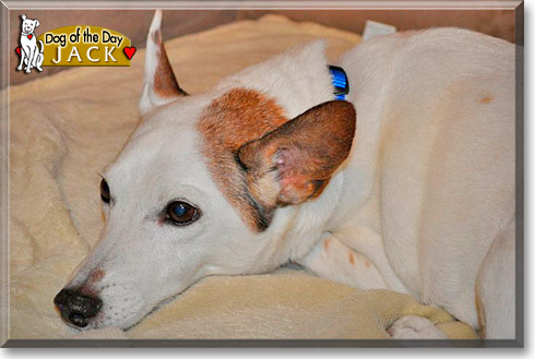Jack, the Dog of the Day Jack, the Dog of the Day