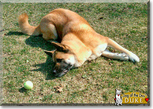 Duke, the Dog of the Day Duke, the Dog of the Day