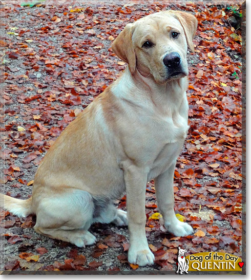 Quentin, the Dog of the Day