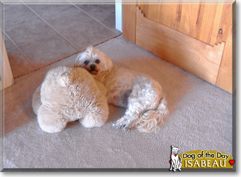 Isabeau, the Dog of the Day