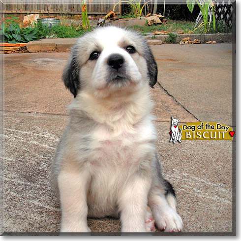 Biscuit, the Dog of the Day