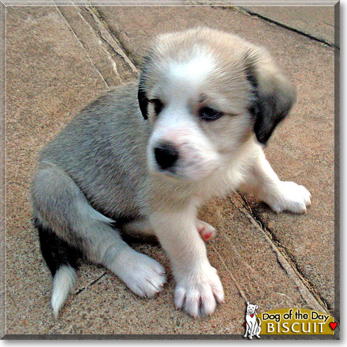 Biscuit, the Dog of the Day
