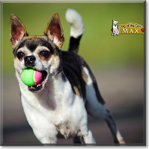 Max, the Dog of the Day