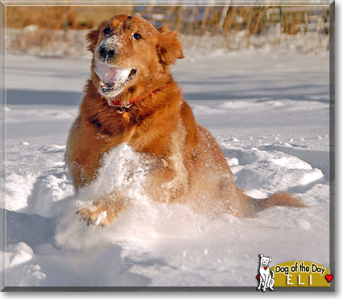Eli, the Dog of the Day