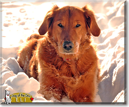 Eli, the Dog of the Day