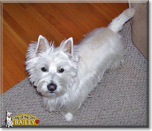 Bailey, the Dog of the Day