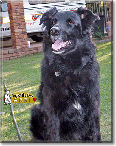 Abbi, the Dog of the Day Abbi, the Dog of the Day