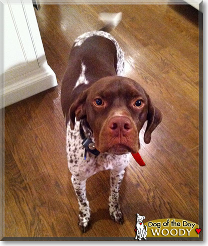 Woody, the Dog of the Day