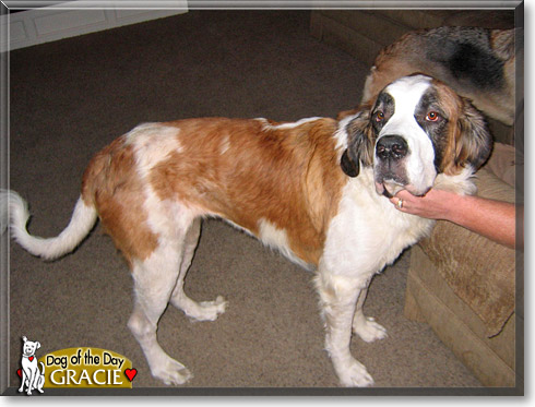 Gracie, the Dog of the Day