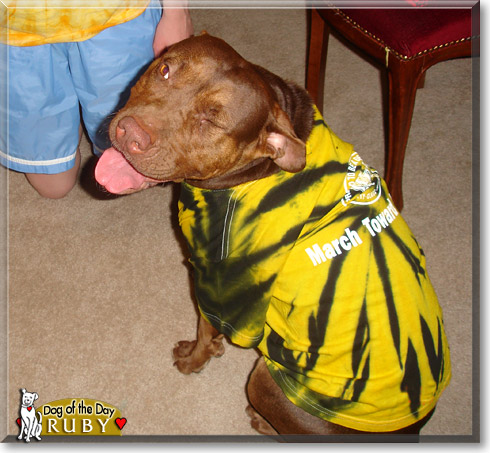 Ruby, the Dog of the Day