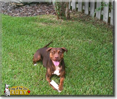 Ruby, the Dog of the Day