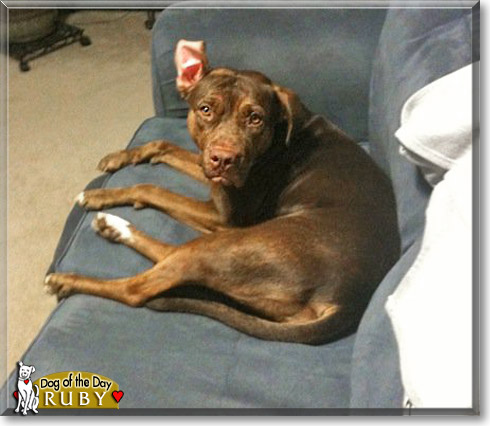 Ruby, the Dog of the Day