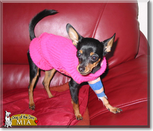 Mia, the Dog of the Day