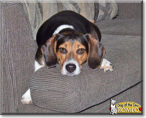 Romeo, the Dog of the Day