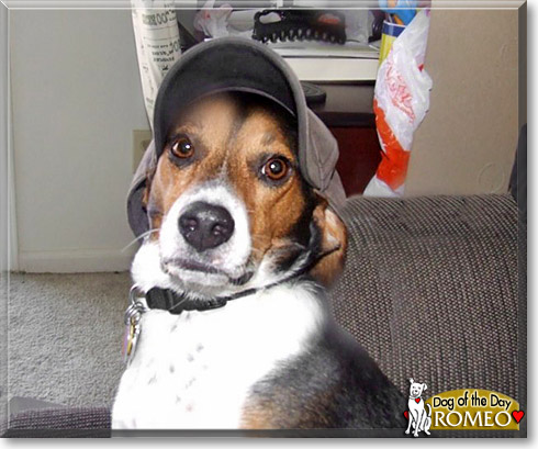 Romeo, the Dog of the Day