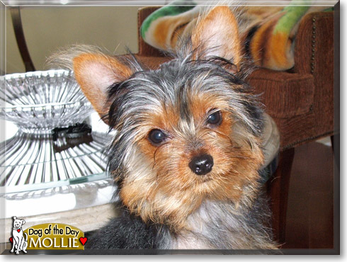 Mollie, the Dog of the Day