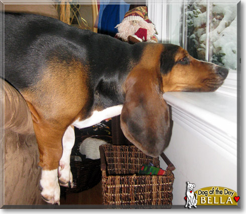 Bella, the Dog of the Day