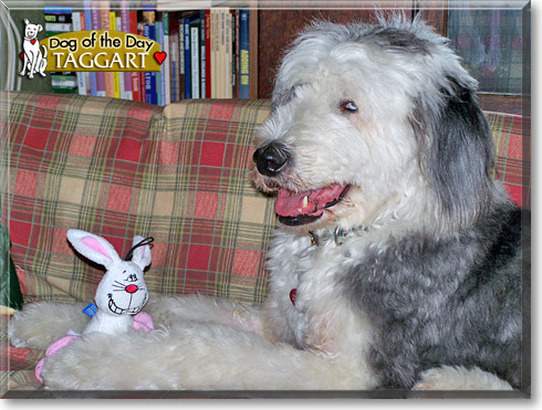 Taggart, the Dog of the Day
