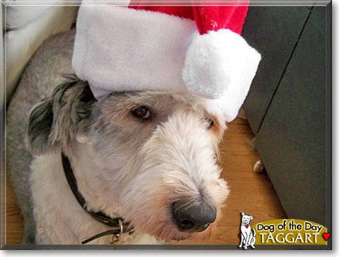 Taggart, the Dog of the Day