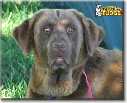 Fudge, the Dog of the Day