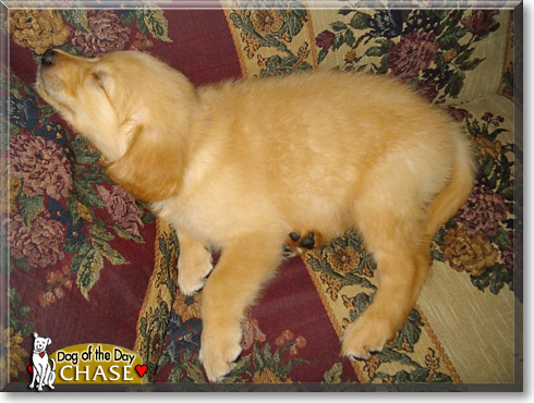 Chase, the Dog of the Day Chase, the Dog of the Day