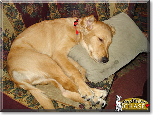Chase, the Dog of the Day Chase, the Dog of the Day