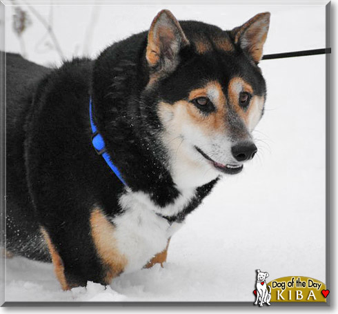 Kiba, the Dog of the Day